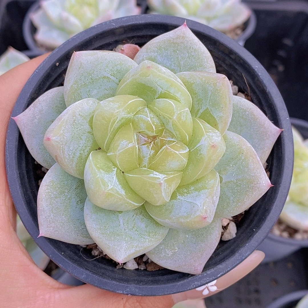 白泽大单头福利一颗量拍