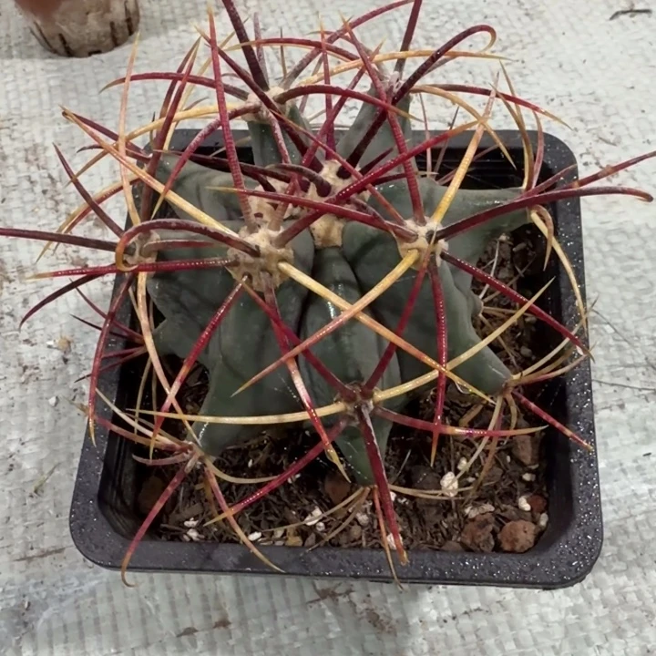 素***蘼素撩 一物一拍包邮