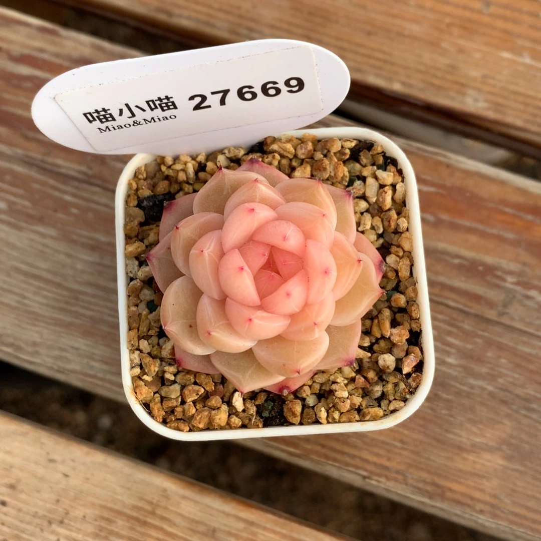 梦*多肉植物糖心珍妮