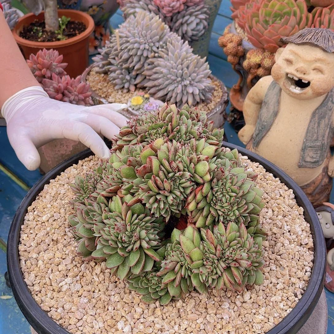 ㊗️**多肉斗牛士缀栋不带盆