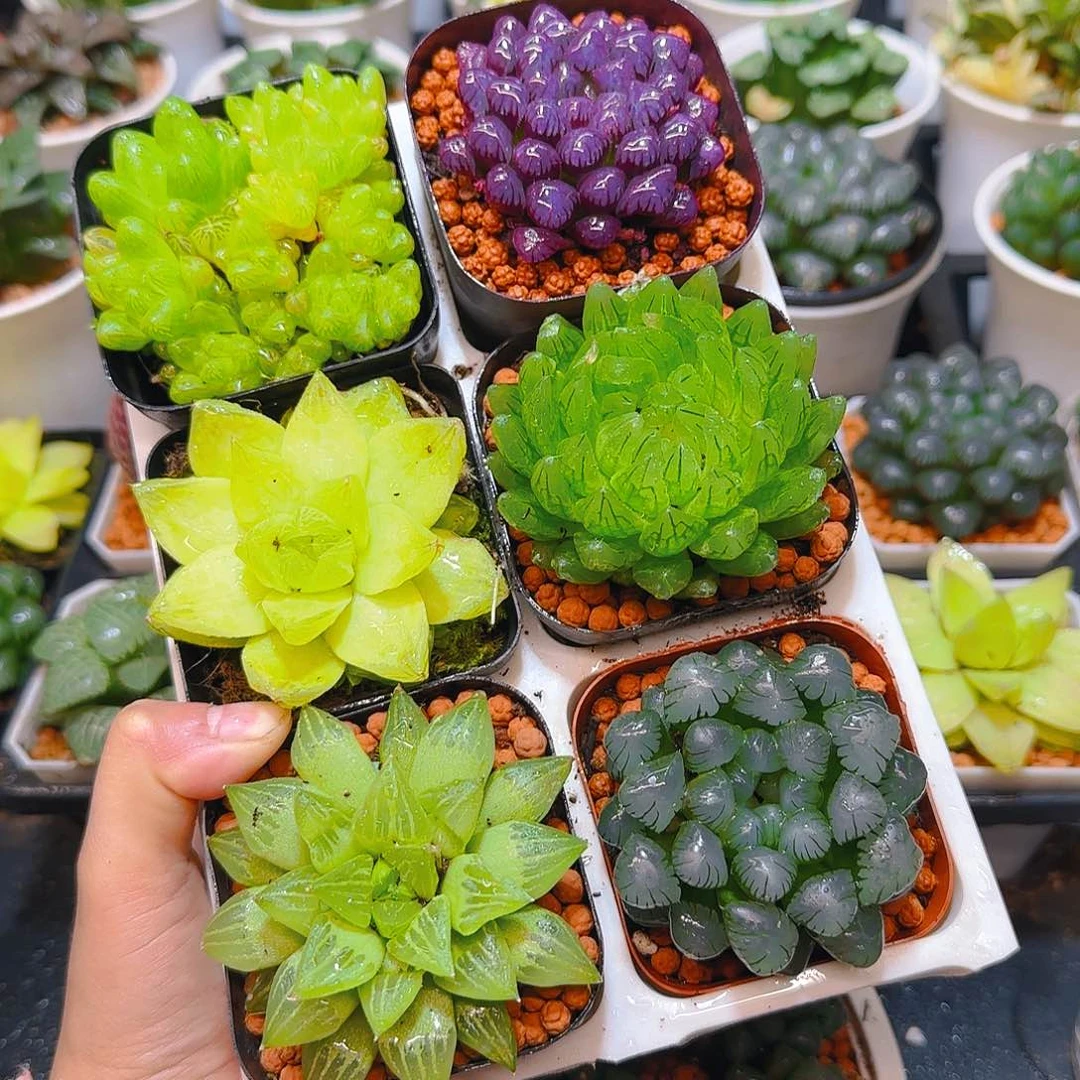 玉露群，紫宝石，黄金，蝉翼，玉露寿，冰灯