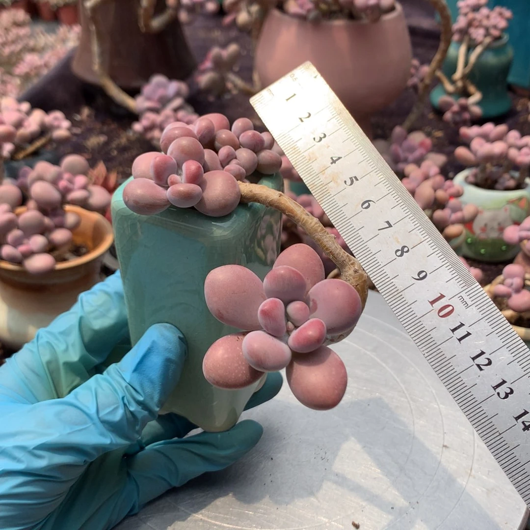 25号带盆偏远不包邮的