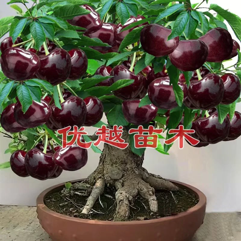 新品种【巴西针叶樱桃】带盆带土带花芽