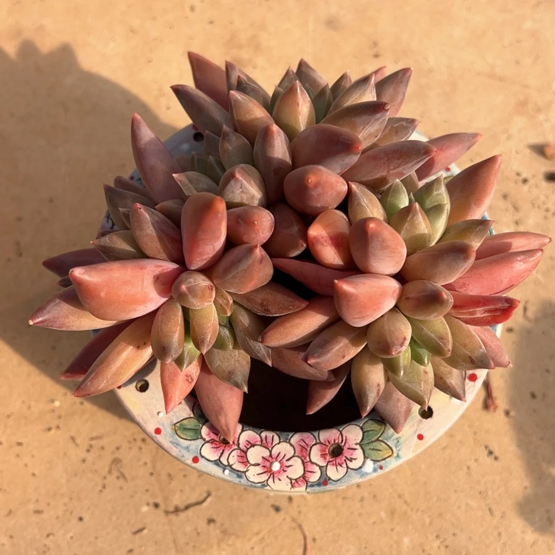 重楼老桩多肉植物