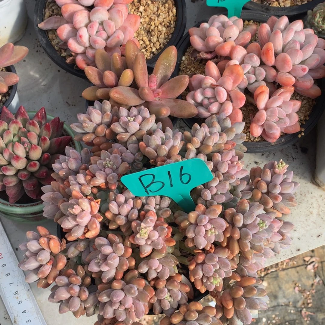 肤***人星黛露737272727727372