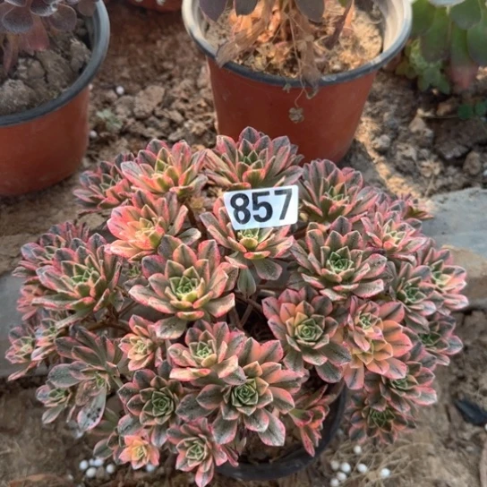 无花朵甜茶857号不包断