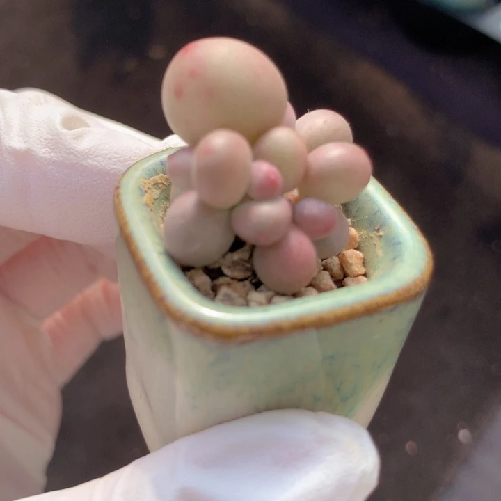 mini奶酪 4头 一点木质小粗桩