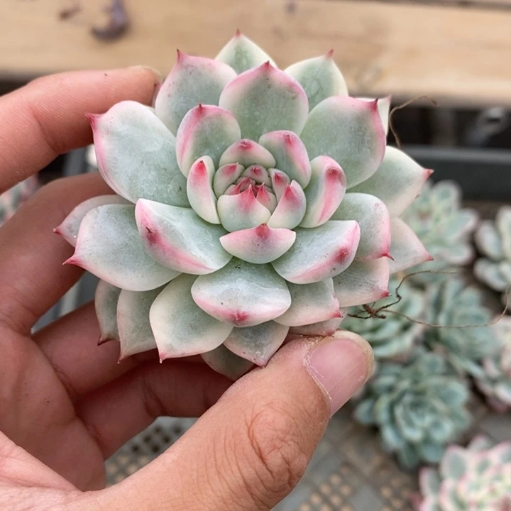 吉娃娃多肉植物A846