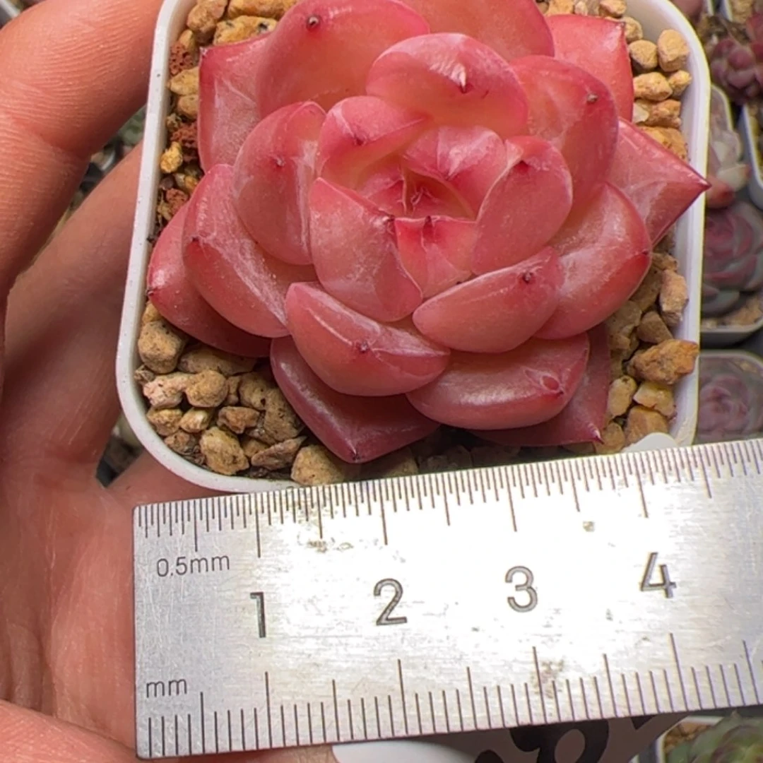 肉**?786 多肉植物组合