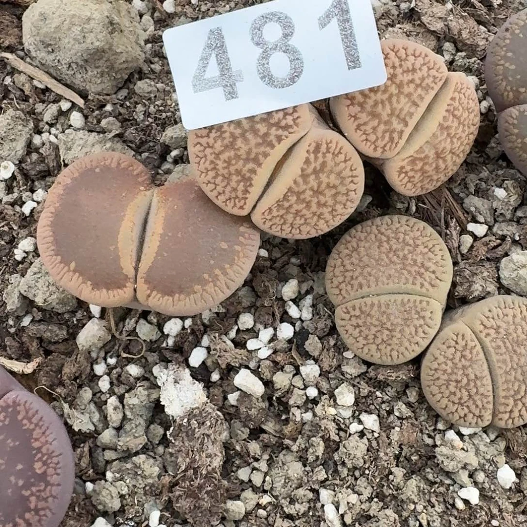 生石花一物一拍481