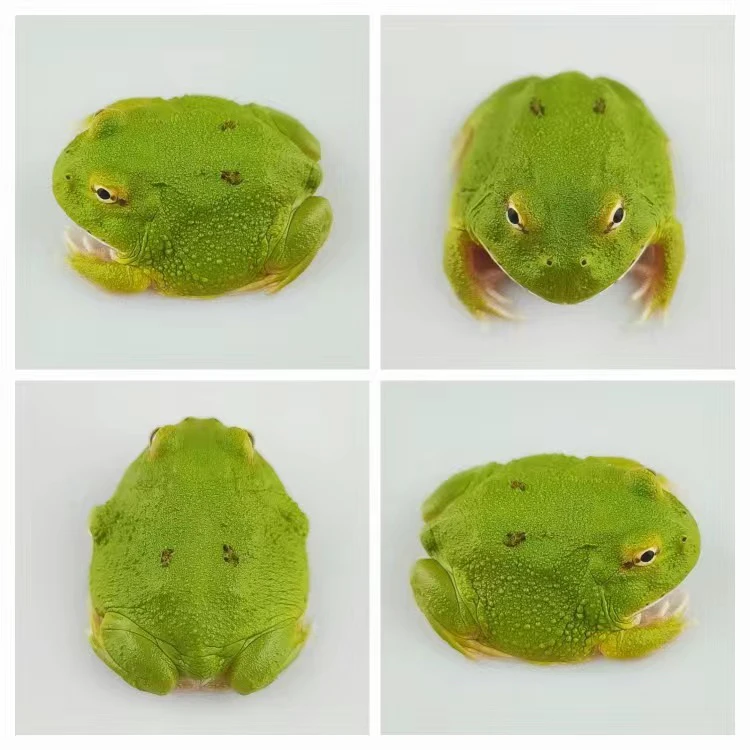 超级宇治 南美角蛙 活体宠物