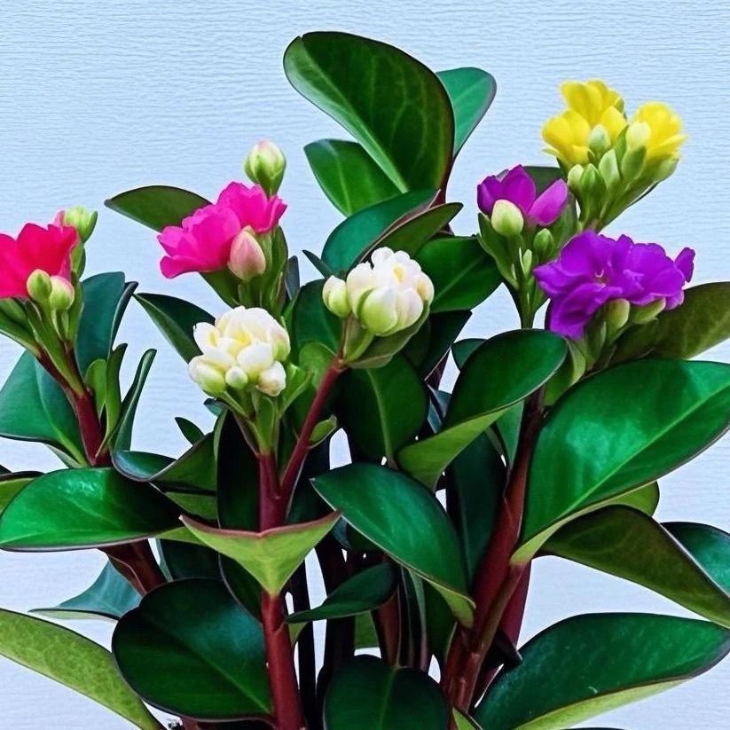 【55天开花】爆款碧玉新品四季常青室内花卉绿植净化浓香型盆栽新款