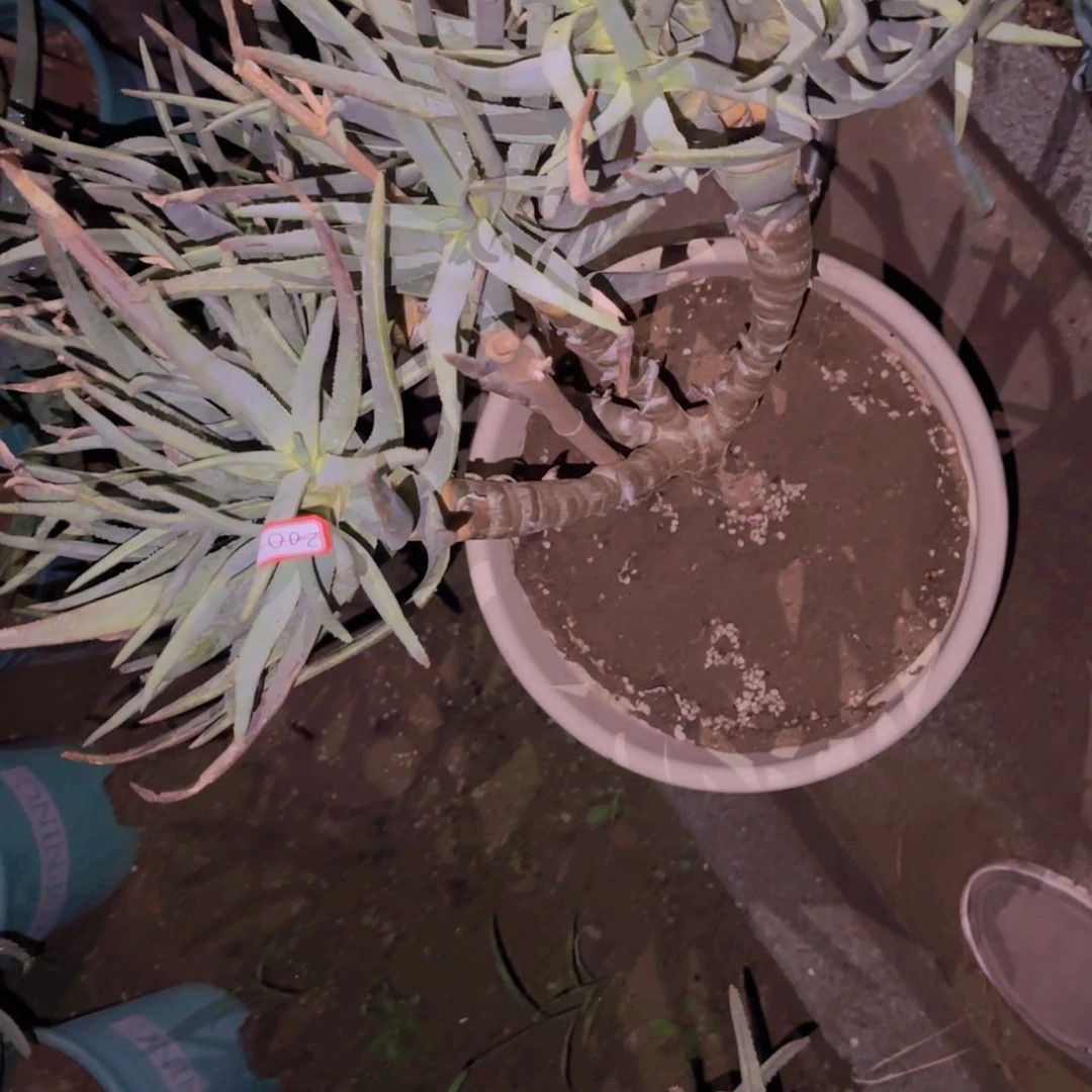 H***O块根植物块根植物