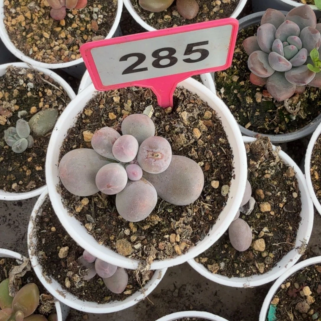 盼***盼多肉植物米可奶285