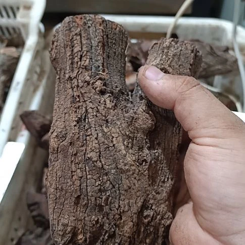 b***o大果紫檀（缅甸花梨）