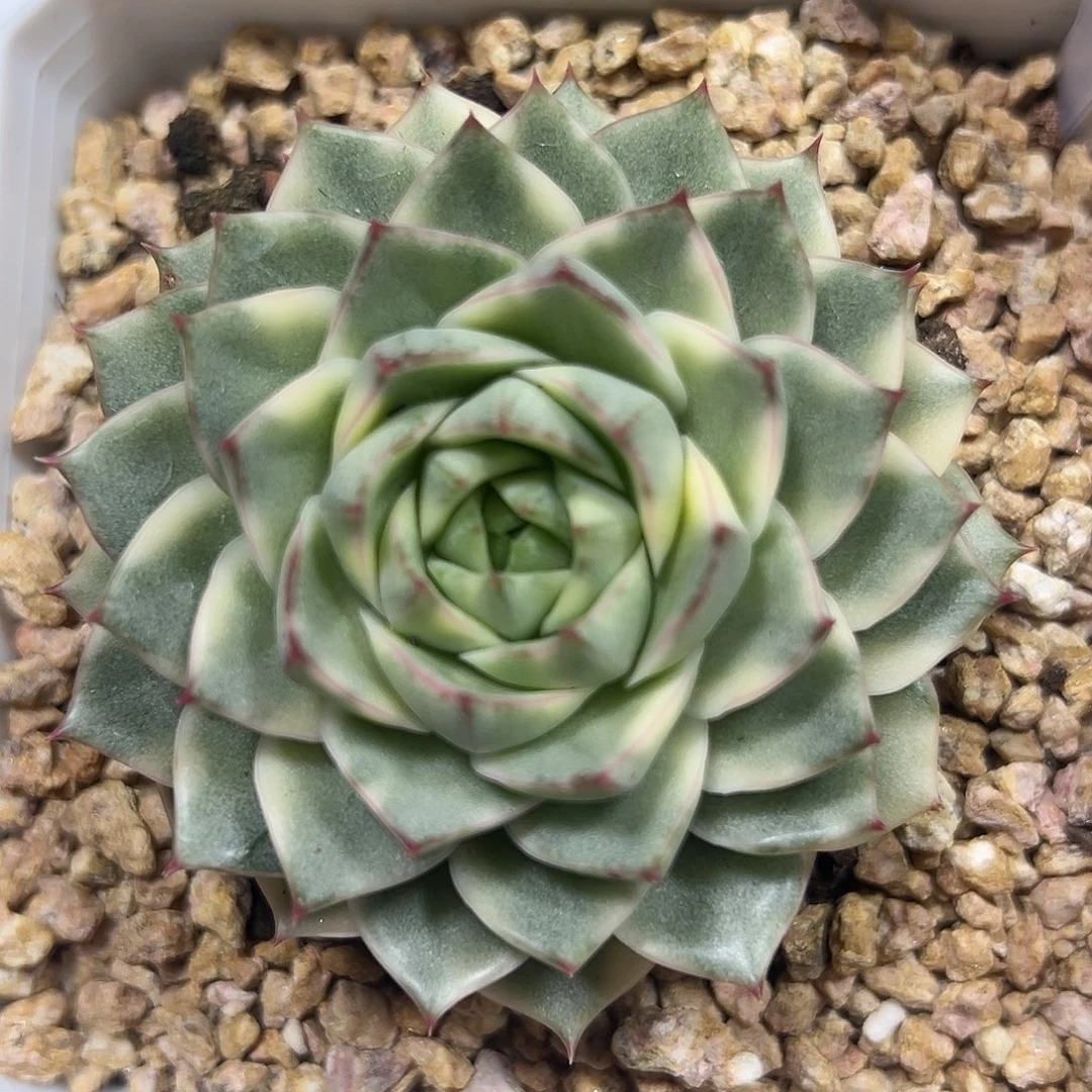 法比奥拉锦多肉植物