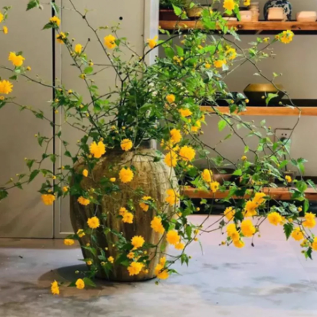 重瓣棣棠花苗盆栽耐寒耐热多季开花阳台花园绿植