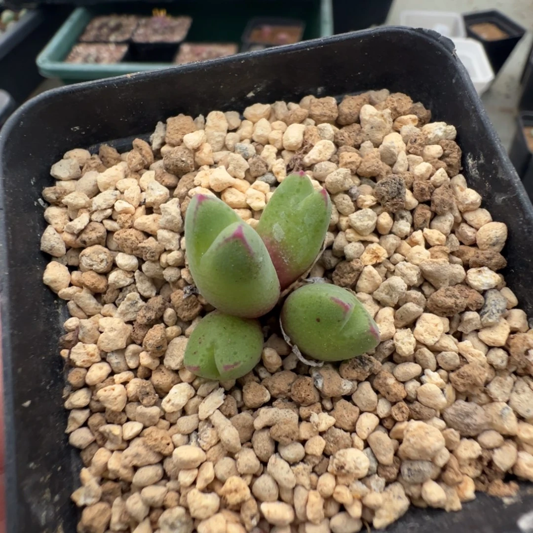 12-06肉锥多肉植物，