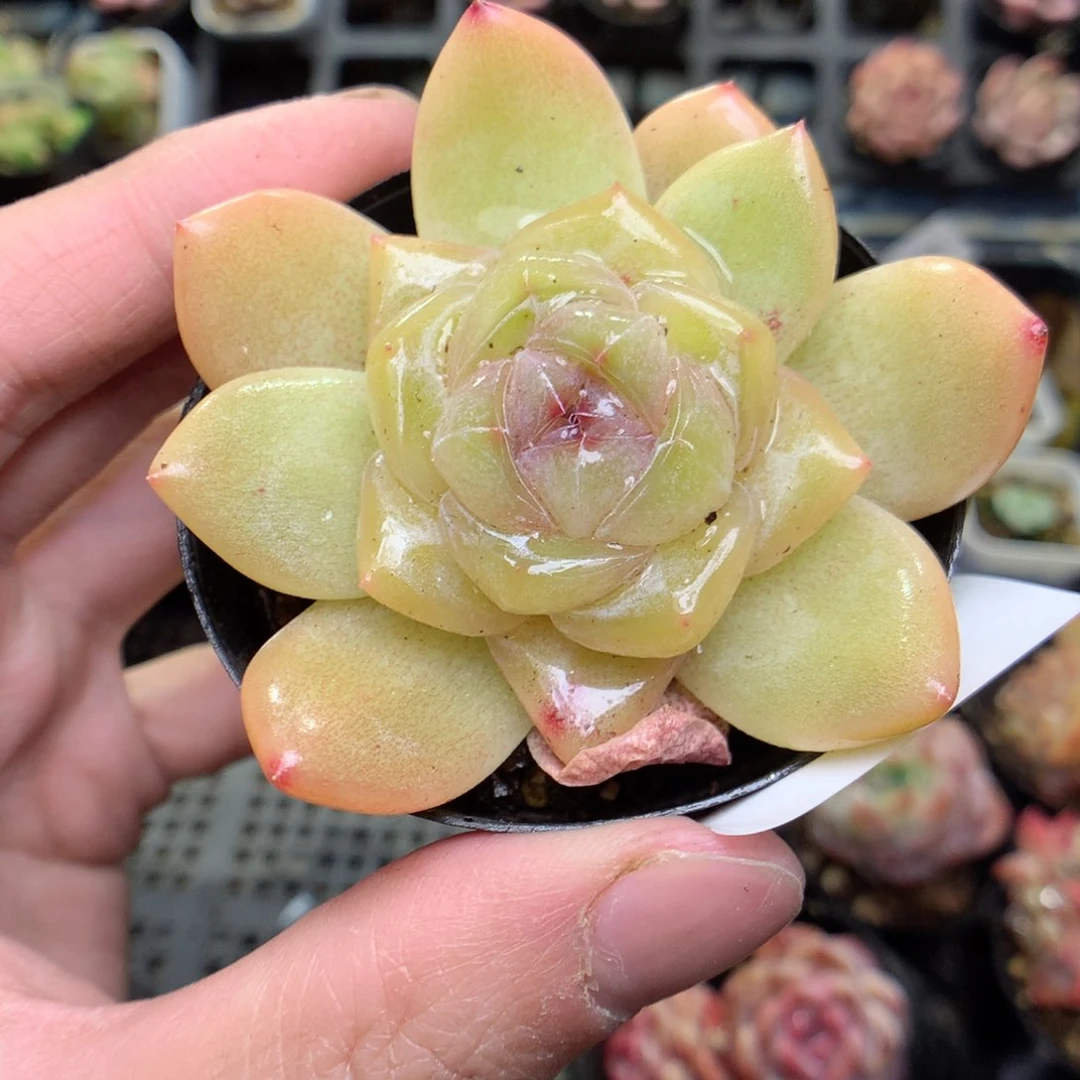 S98y y y y y y y y y