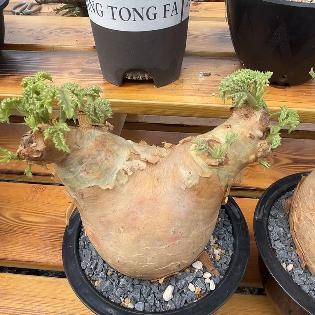 汤圆植物安哥拉葡萄翁2大元宝