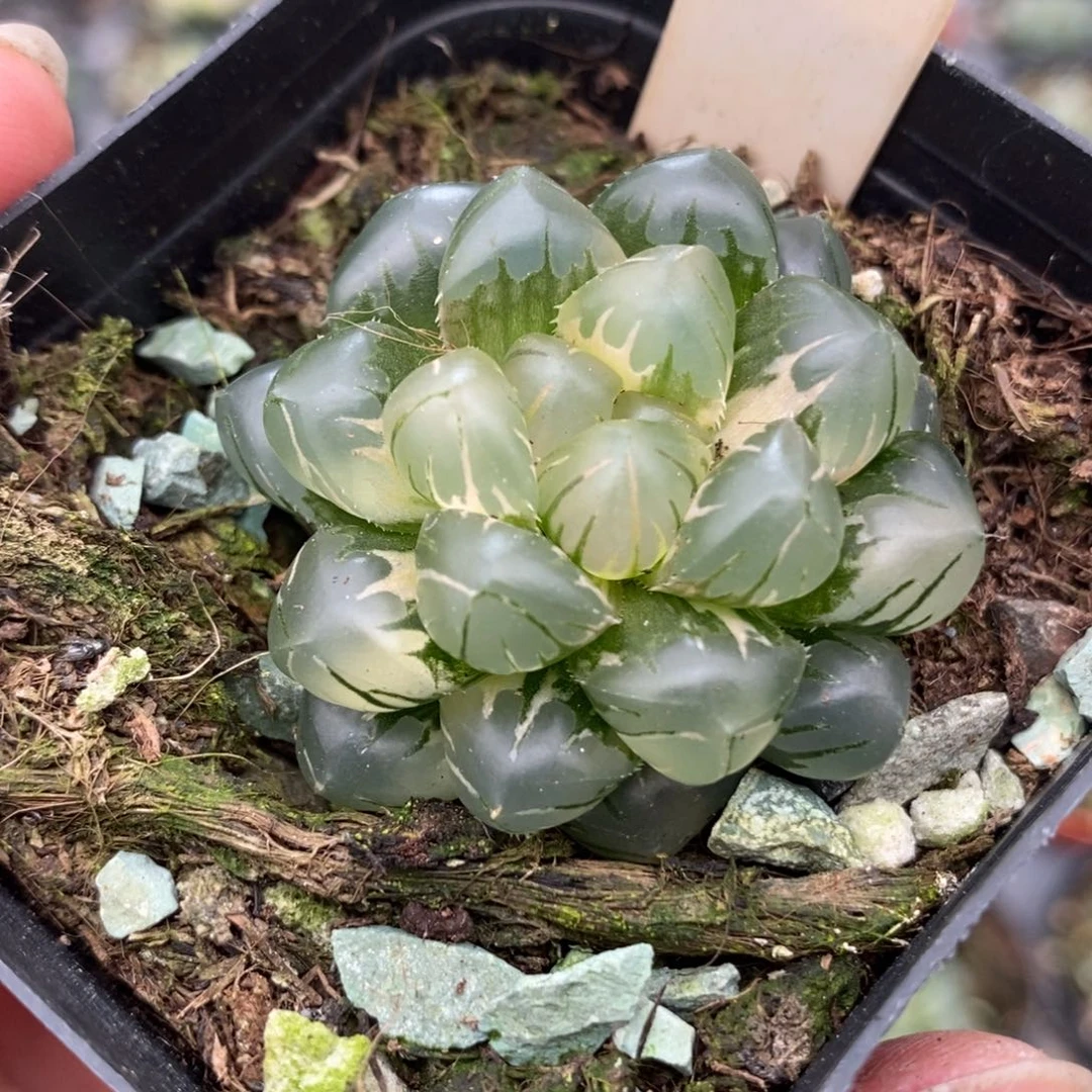 b***猫971水中月玉露锦一物一拍