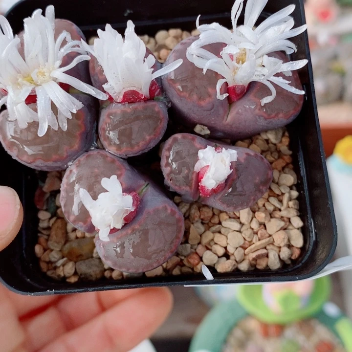 生石花花花花花花花937