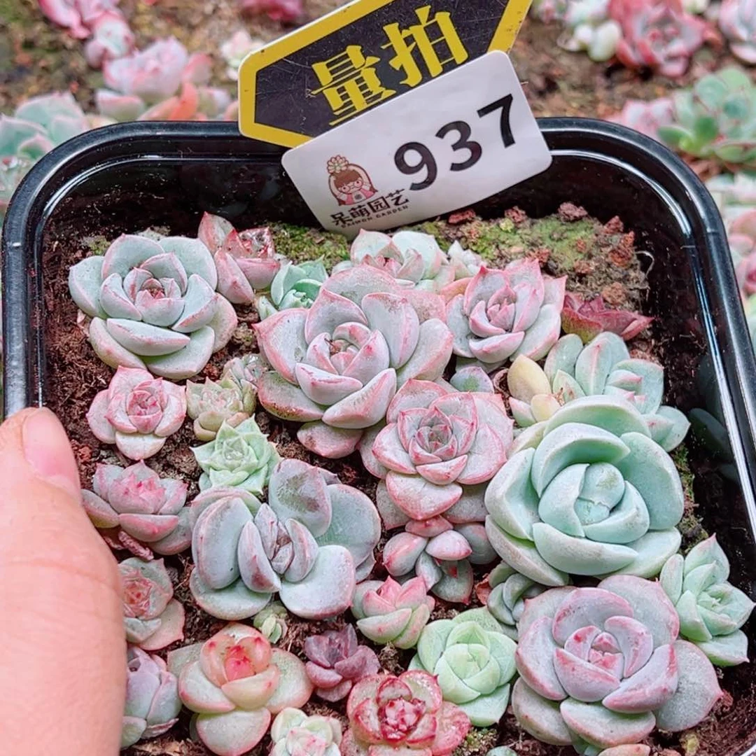 多肉植物多肉植物