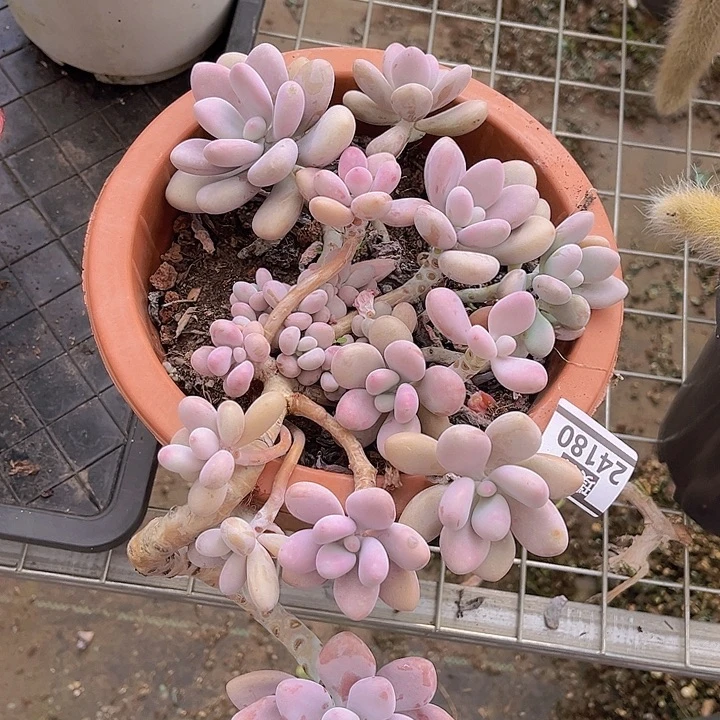 桃蛋24180多肉植物