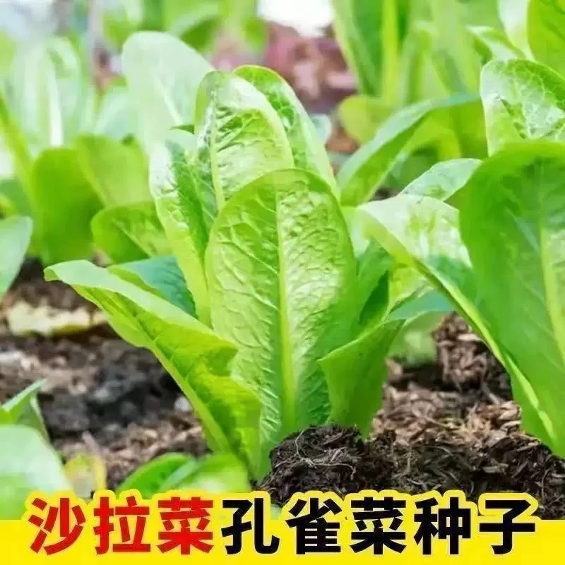 孔雀菜种子四季种植可生吃脆甜家庭阳台盆栽地栽紫孔雀菜沙拉菜