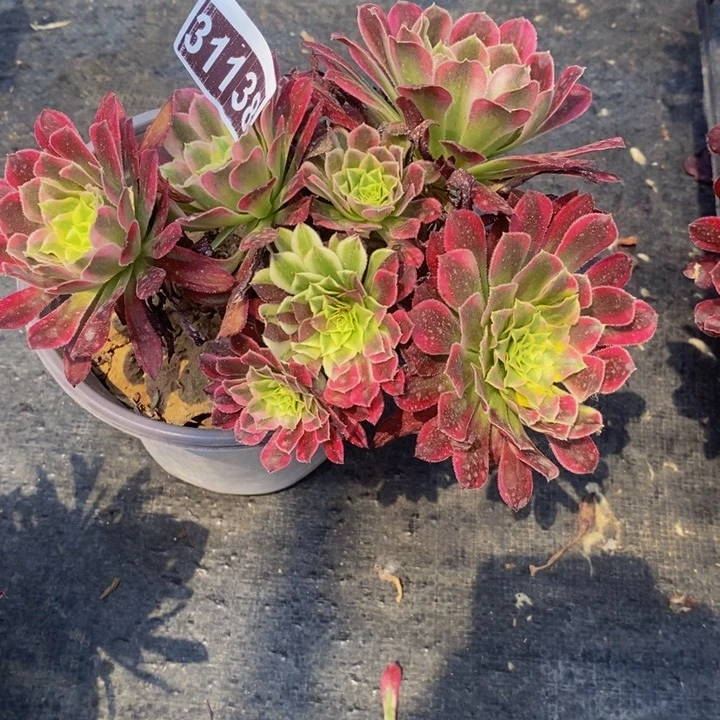 仁**姐31138号天合法师变异