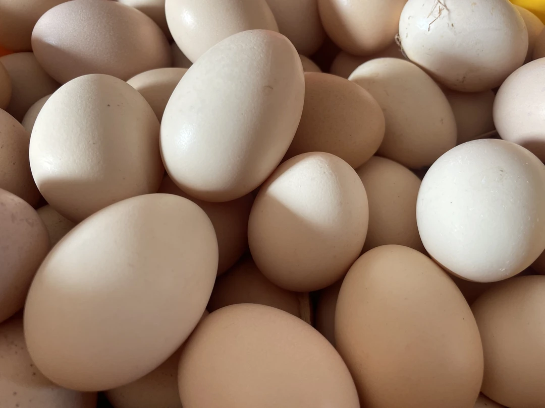 正宗果园树下散养农家散养土鸡蛋