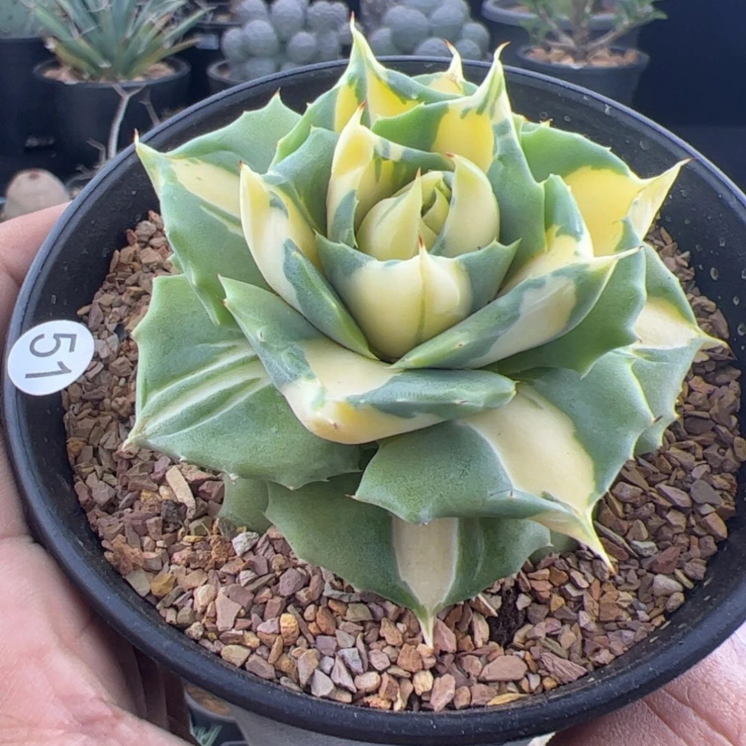 厚叶黄中斑龙舌兰一物一拍