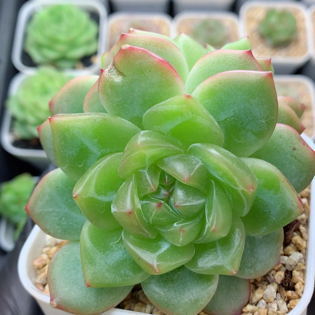 58包邮  群生不包整海洋之星104