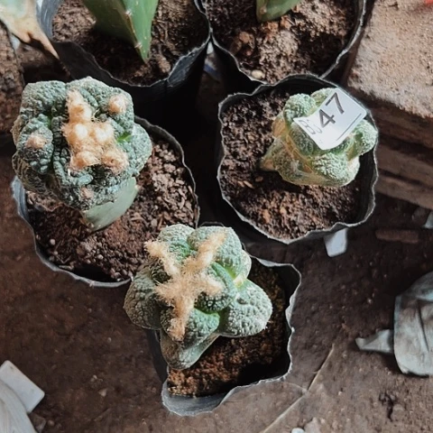 浅***）347仙人球5个牡丹福利活动