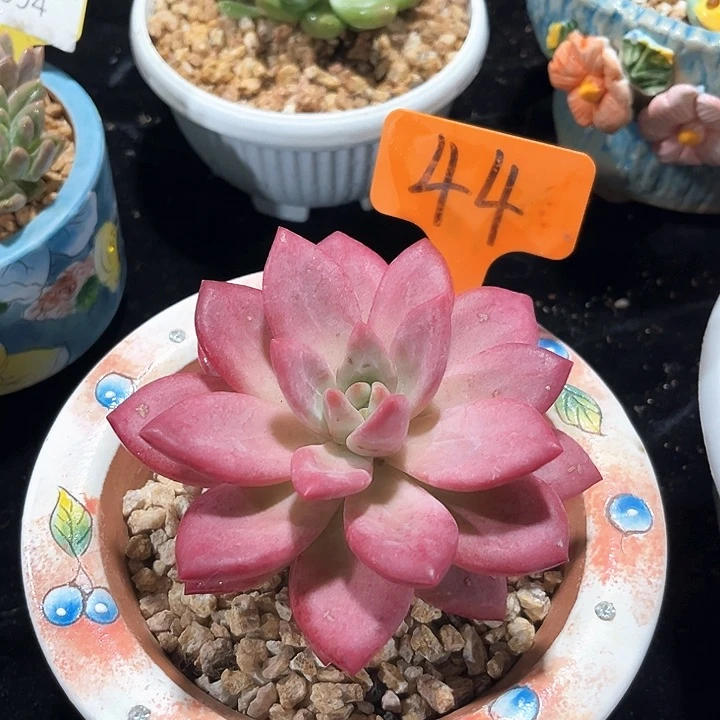 贺菲斯托44号码牌子的话