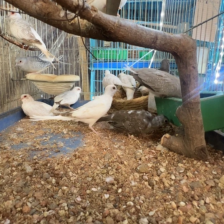 蓝白青年笼子蓝白青年笼子