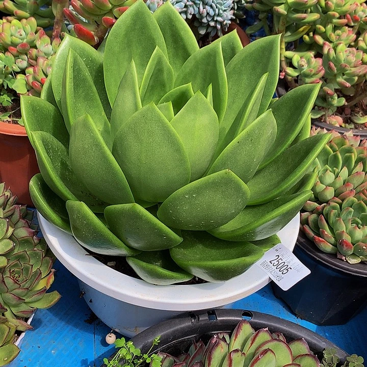嗯***哼翠花25005多肉多肉