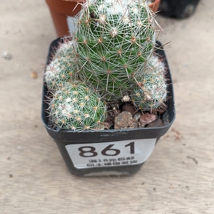 与***行861紫霞仙人球开花
