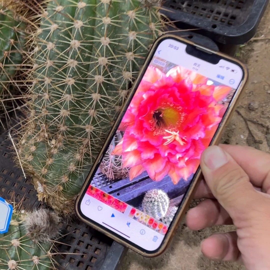 29 侧牙20包邮仙人球毛