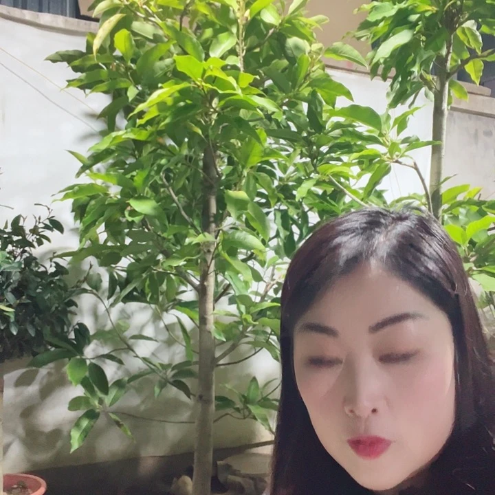 白兰花是真的好看