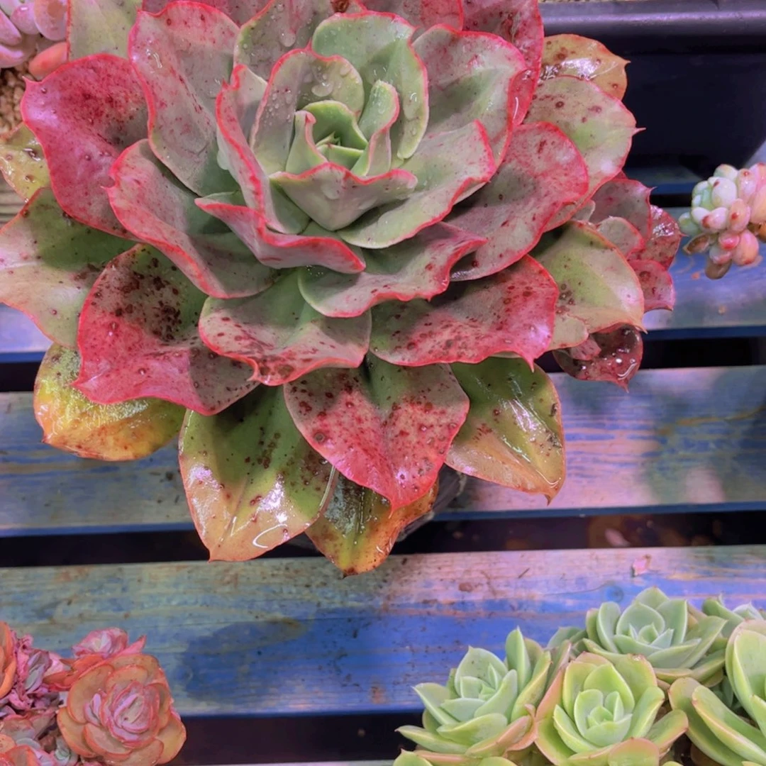 半***～芙蓉玫瑰Ａ719号一物一拍