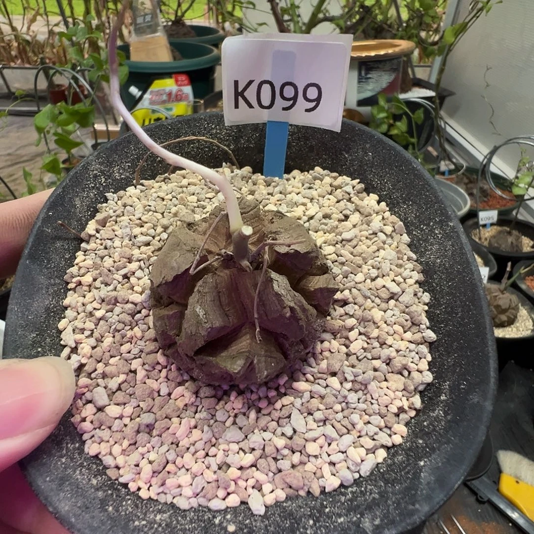 多肉植物专拍 一物一拍 南非龟甲龙099