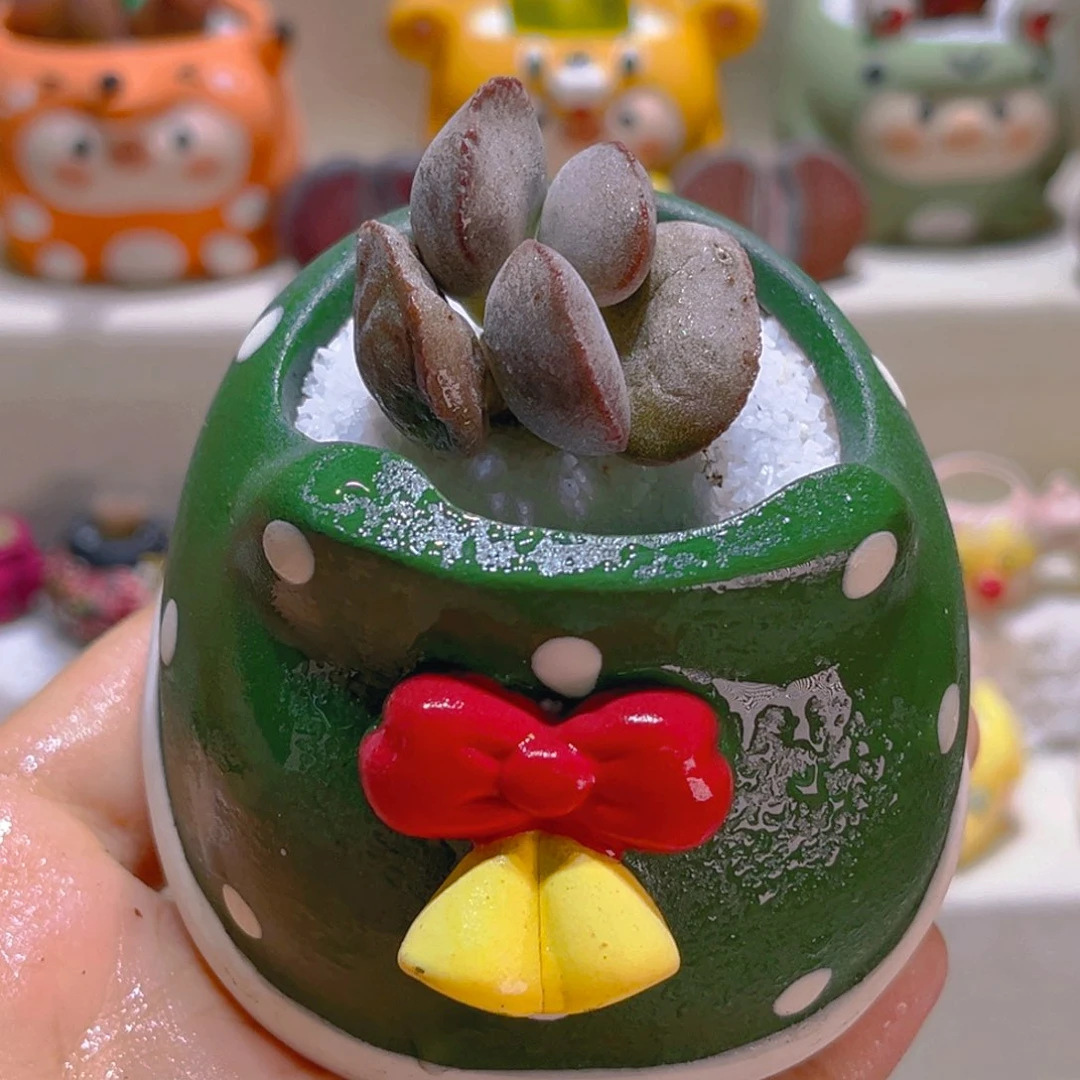 051红蛋水泡带盆带土手工盆
