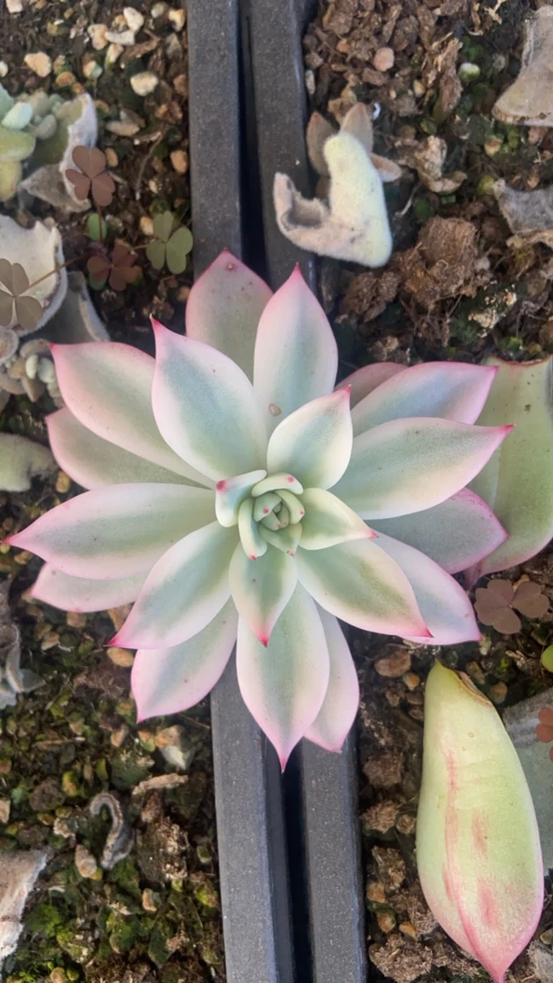 完美覆轮拉糖多肉锦