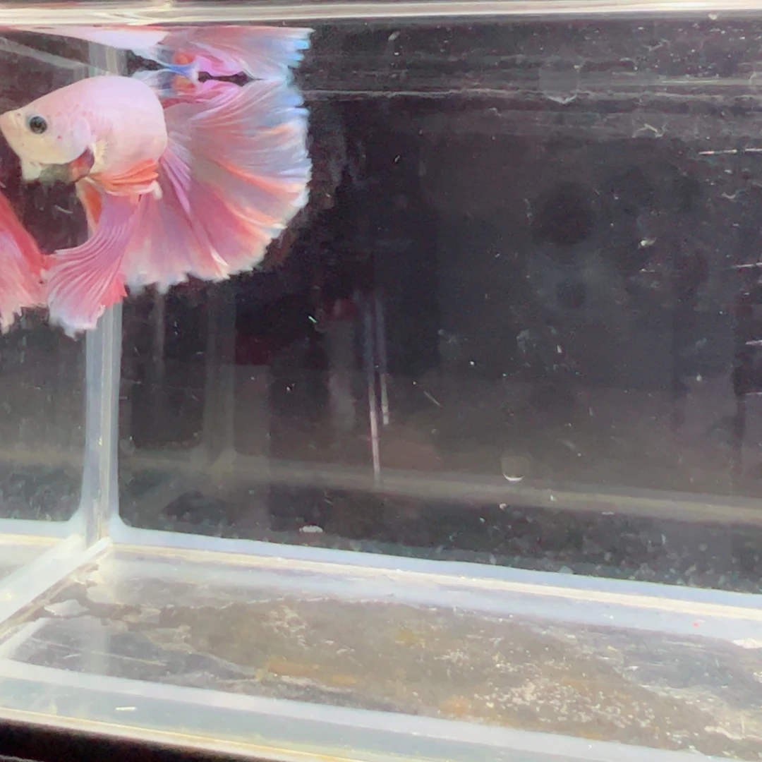 斗鱼浅色仙仙裙特殊尾