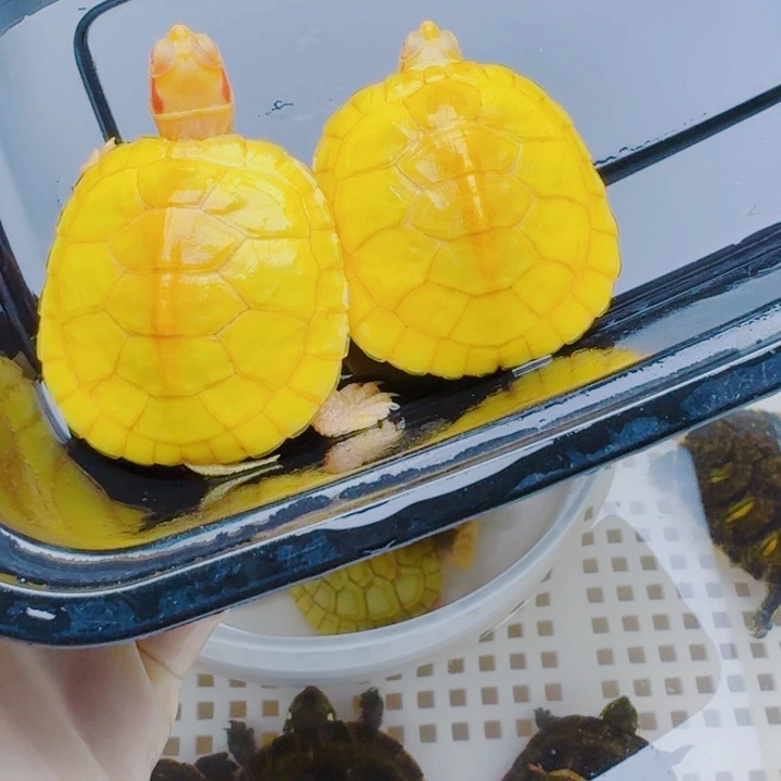 陈***雨母宠物龟22222222222