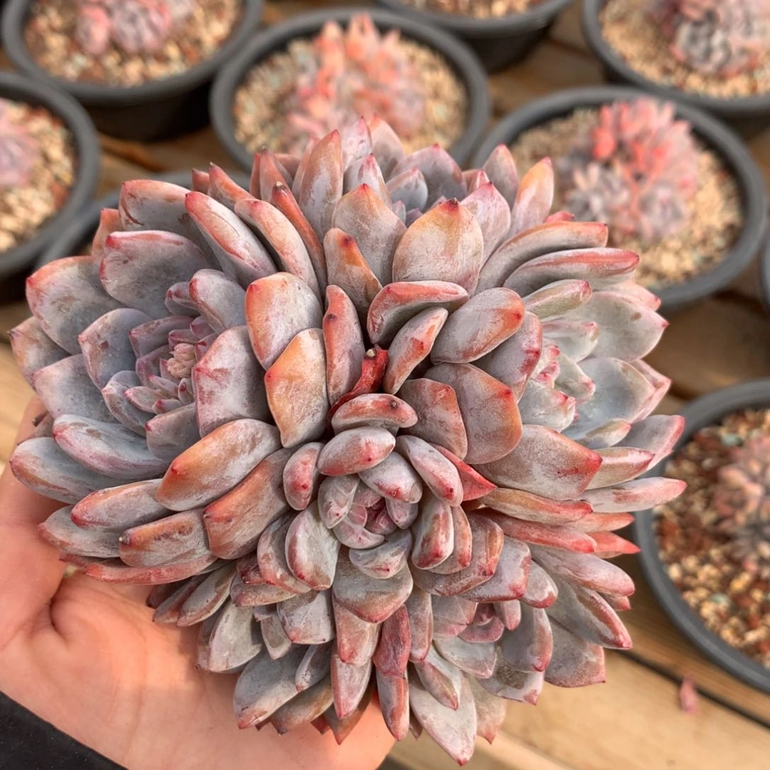 星影石榴籽紫心 一头一桩 小树清仓