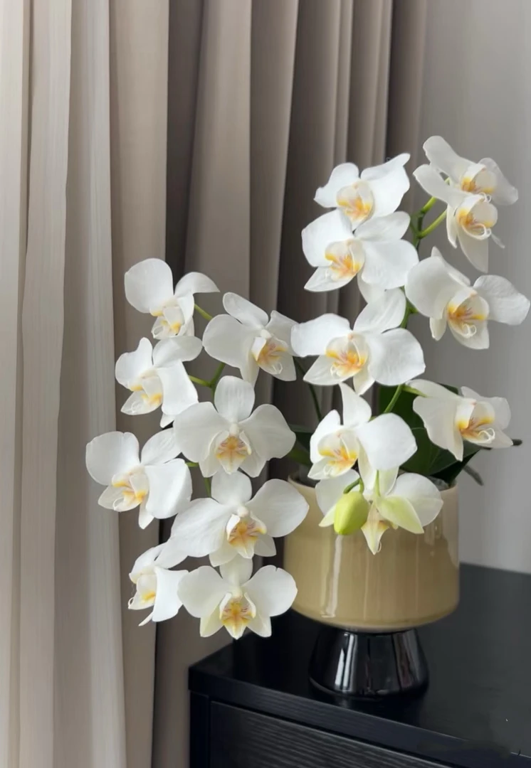 3花剑起 根系超好【阿玛】蝴蝶兰 新手必入