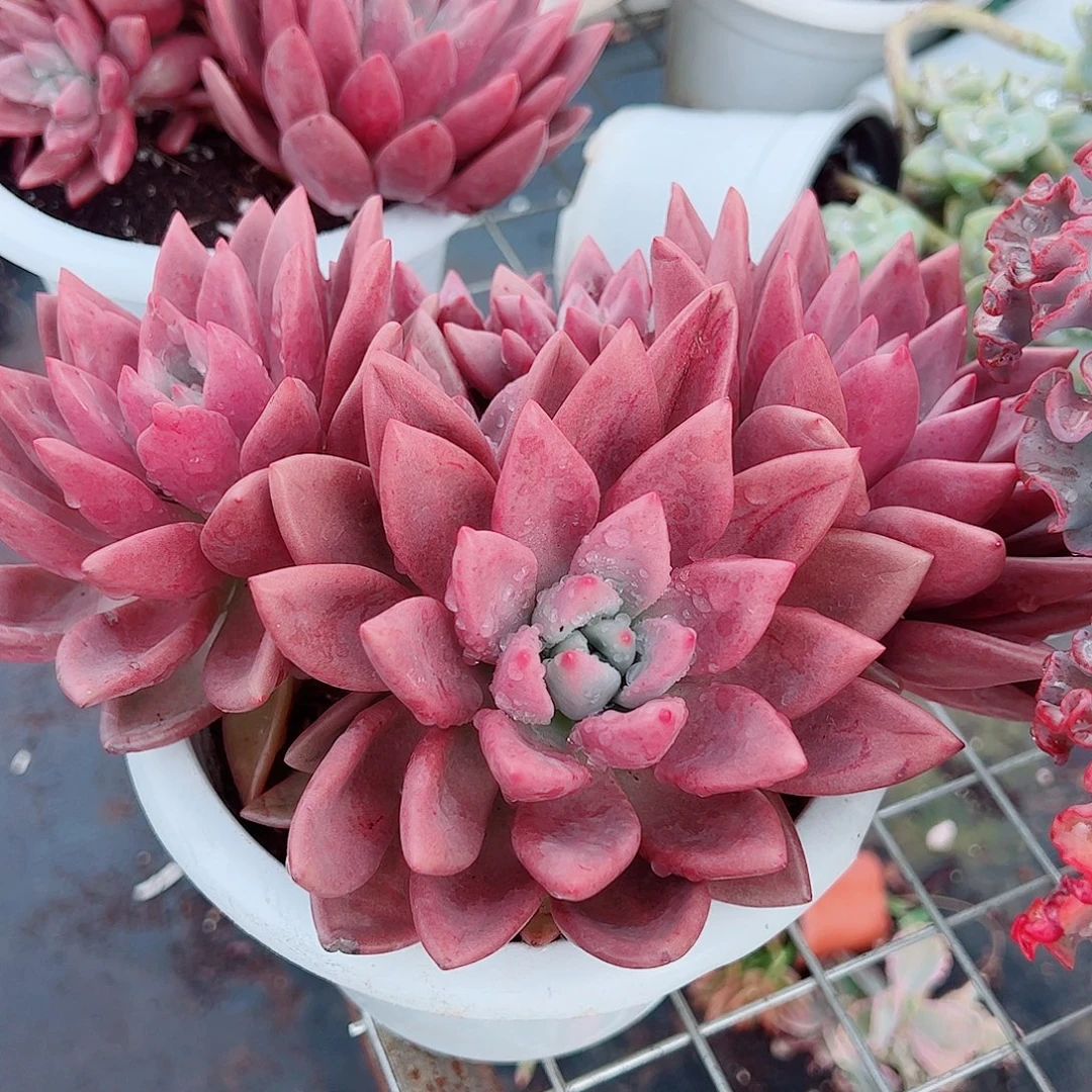 桃花源三大头起发超级大精品