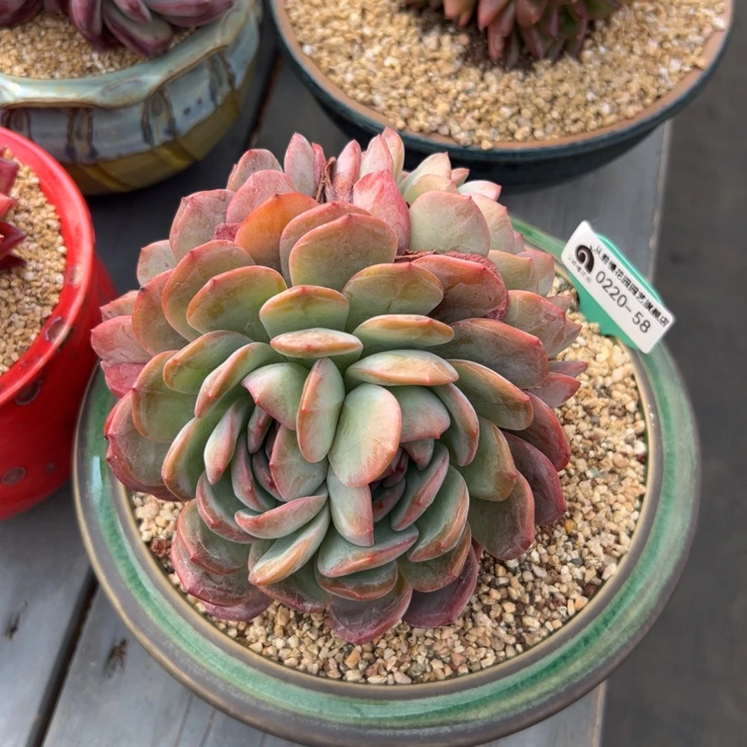 多肉一物一拍0220-58